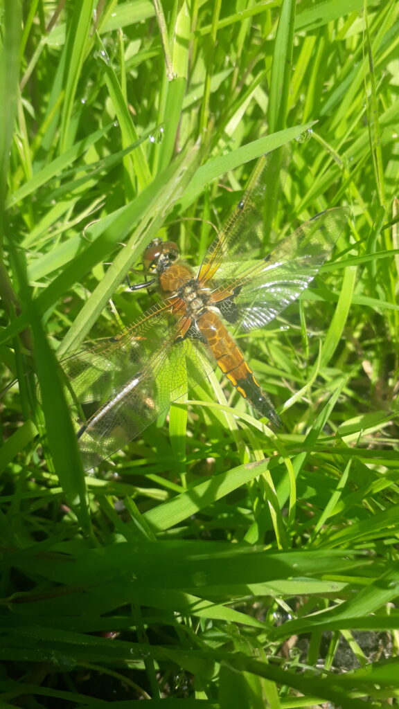 Odonata ©Fee Nanett Trau at Julius Kühn-Institut