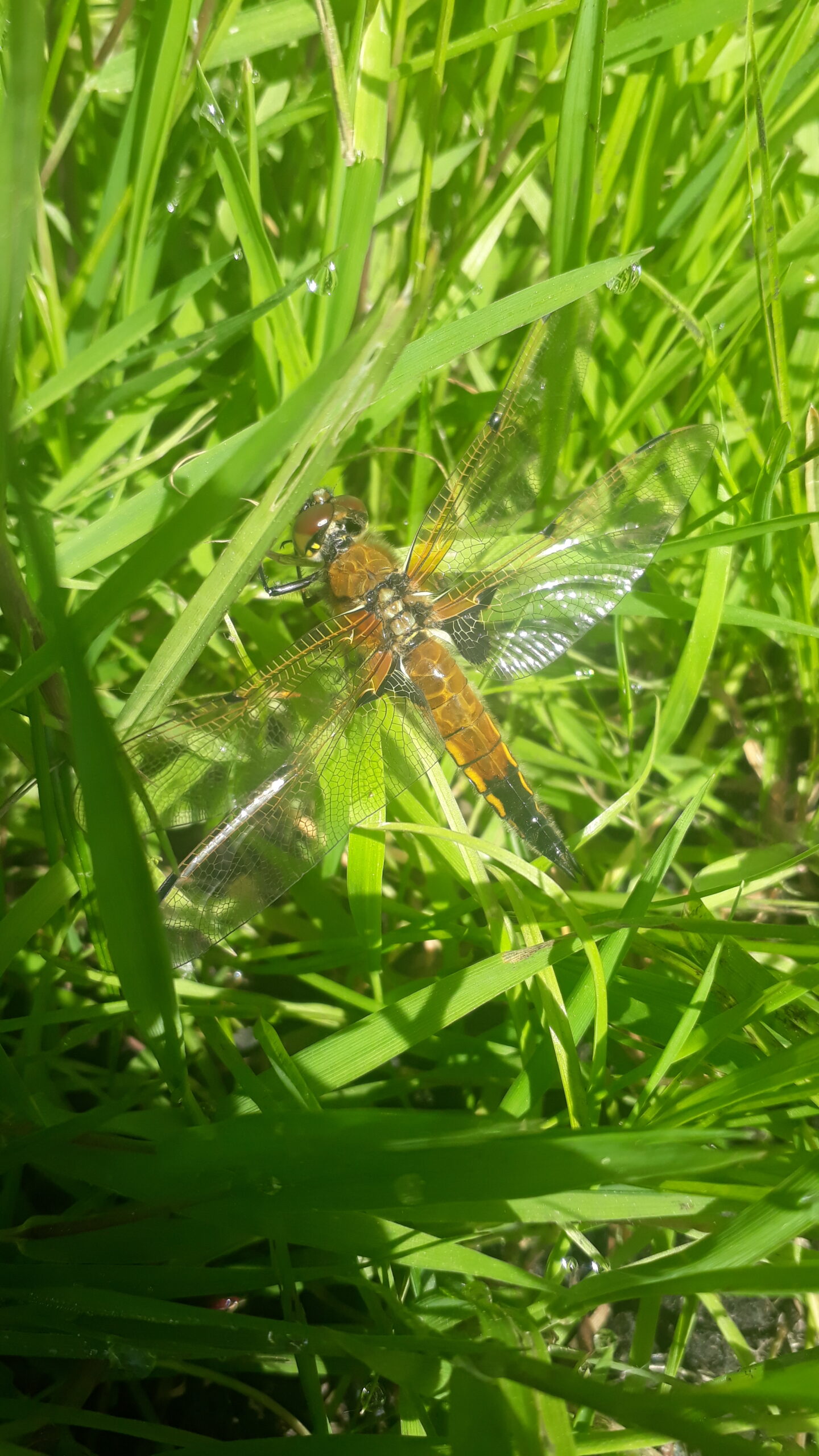 Odonata ©Fee Nanett Trau at Julius Kühn-Institut