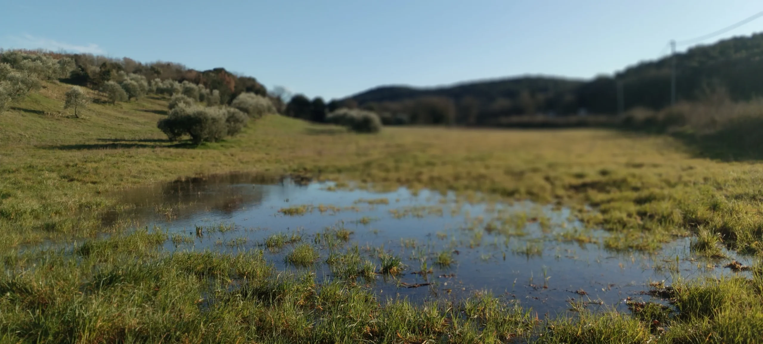 May 2026. A temporary meadow pond in Italy ©Valentina Della Bella
