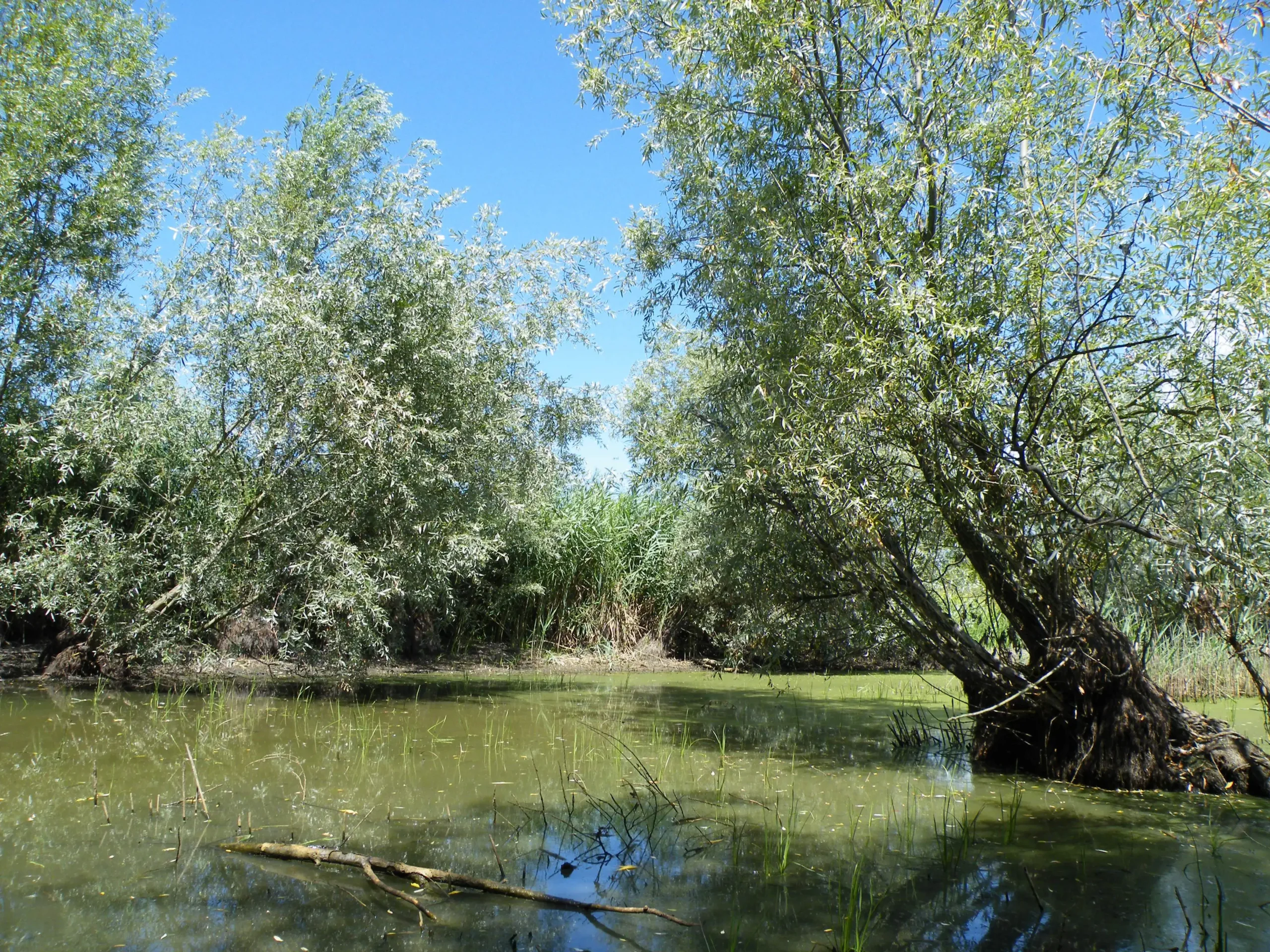 August 2026. A historical retting pond in Italy. ©Carla Corazza