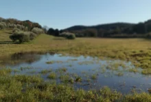 May 2026. A temporary meadow pond in Italy ©Valentina Della Bella